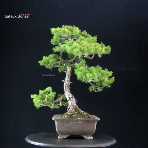 255318_4-Pinus-pentaphylla Pinus Pentaphylla - Goyomatsu - immagine 4