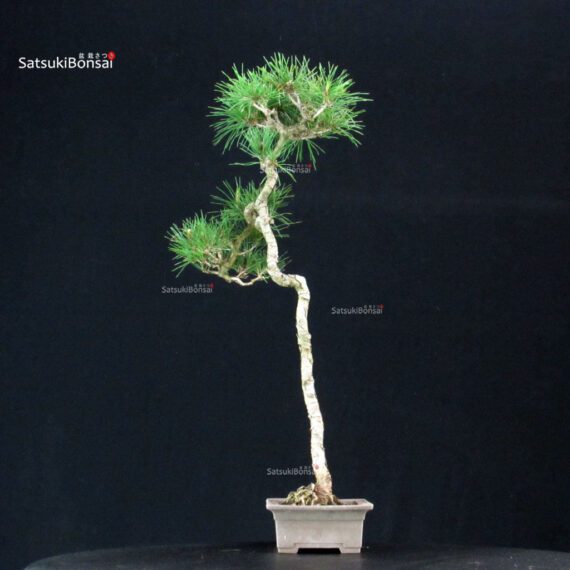 Pinus Spp. - immagine 2