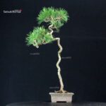 Pinus Spp. - immagine 3