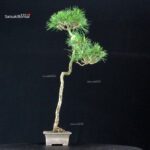 Pinus Spp. - immagine 4