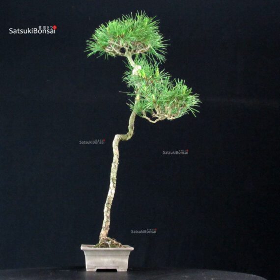 Pinus Spp. - immagine 4