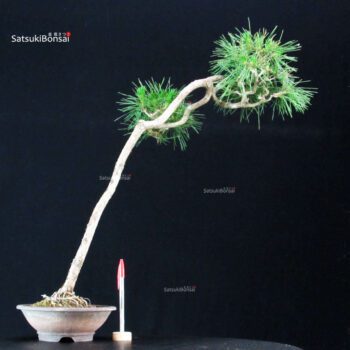 Pinus Spp.
