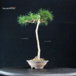 Pinus Spp. - immagine 2