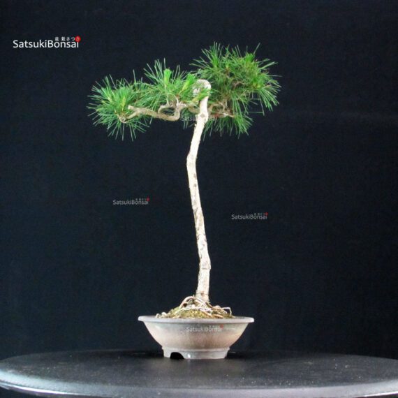 Pinus Spp. - immagine 2