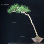 Pinus Spp. - immagine 3
