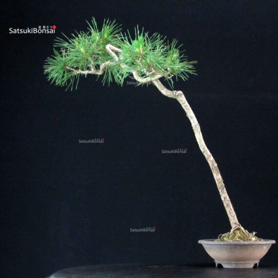 Pinus Spp. - immagine 3