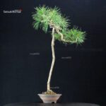 Pinus Spp. - immagine 4