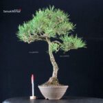 Pinus Thunbergii Kuromatsu