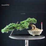 Pinus Pentaphylla - Goyomatsu