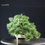 Pinus Pentaphylla - Goyomatsu - immagine 2