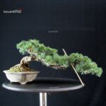 Pinus Pentaphylla - Goyomatsu - immagine 3