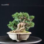 Pinus Pentaphylla - Goyomatsu - immagine 4