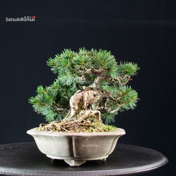 255382_4-Pinus-pentaphylla Pinus Pentaphylla - Goyomatsu - immagine 4