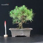 Pinus Thunbergii Kuromatsu