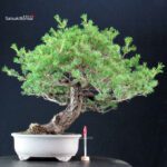 Pinus Pentaphylla - Goyomatsu Kokonoe