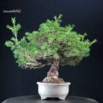 Pinus Pentaphylla - Goyomatsu Kokonoe - immagine 2