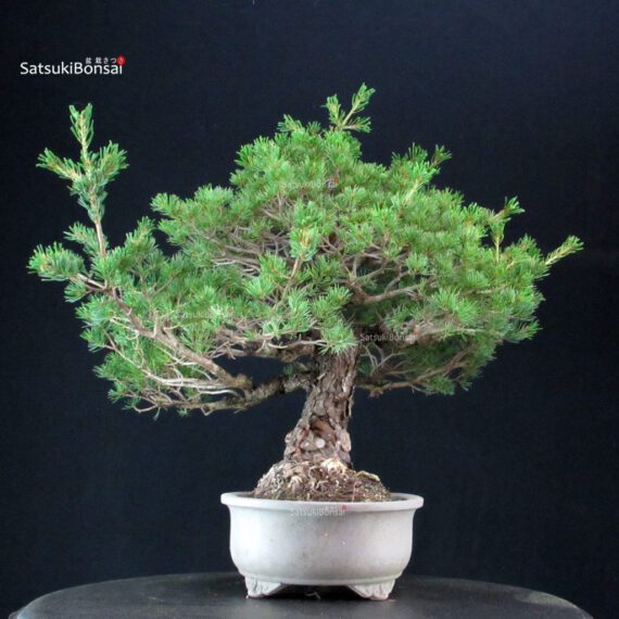 Pinus Pentaphylla - Goyomatsu Kokonoe - immagine 2