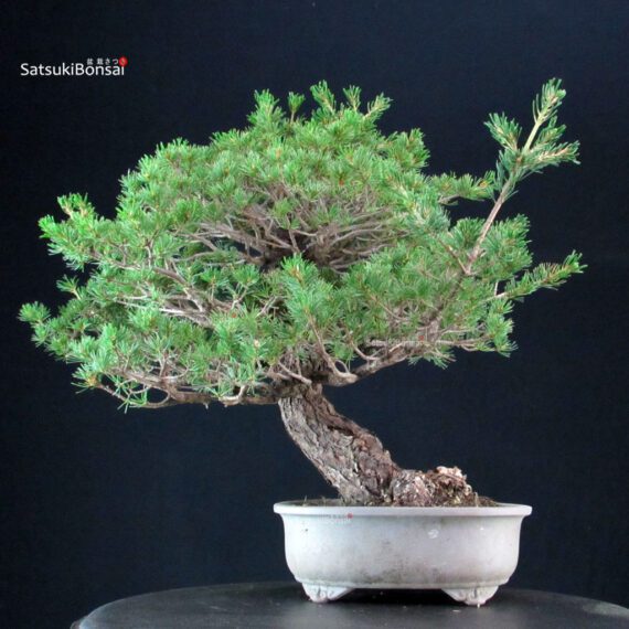 Pinus Pentaphylla - Goyomatsu Kokonoe - immagine 3