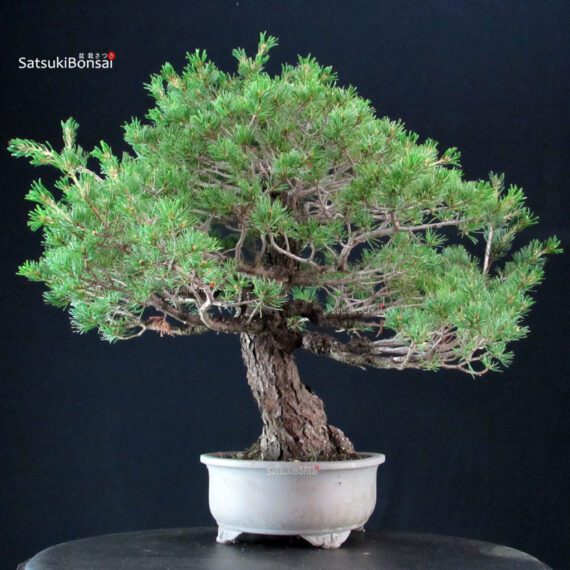 Pinus Pentaphylla - Goyomatsu Kokonoe - immagine 4