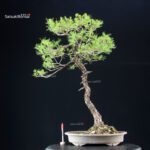 Pinus Pentaphylla - Goyomatsu