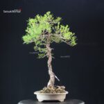 Pinus Pentaphylla - Goyomatsu - immagine 2