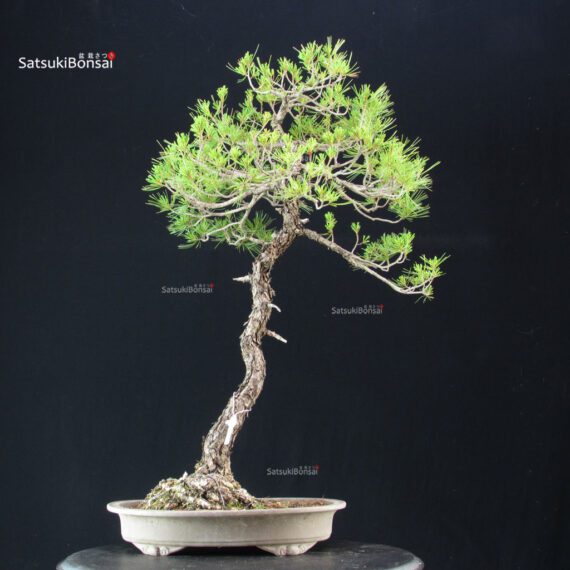Pinus Pentaphylla - Goyomatsu - immagine 3
