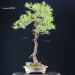 Pinus Pentaphylla - Goyomatsu - immagine 4