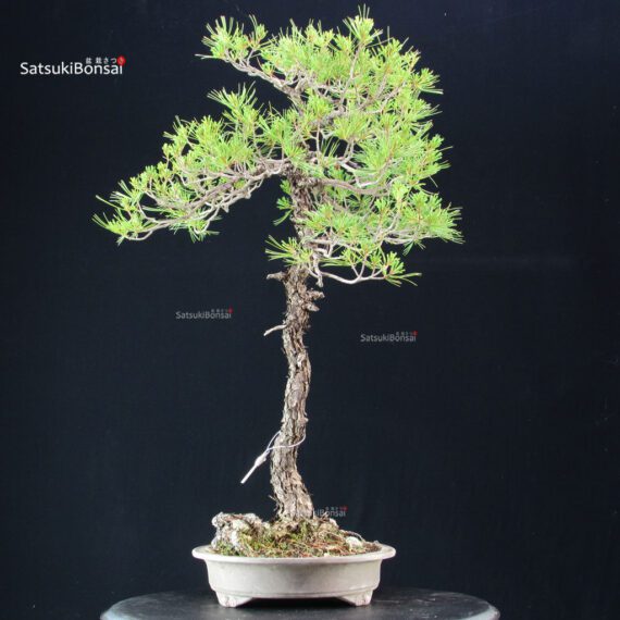 Pinus Pentaphylla - Goyomatsu - immagine 4