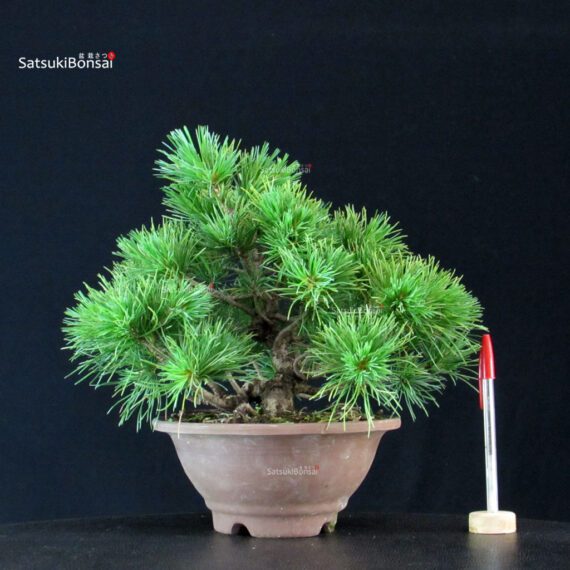 255395_1-Pinus-pentaphylla Pinus Pentaphylla - Goyomatsu - immagine 1