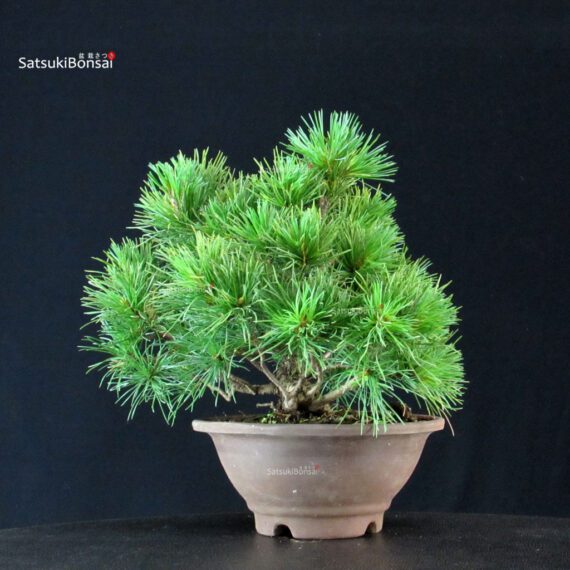 Pinus Pentaphylla - Goyomatsu - immagine 2