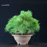 Pinus Pentaphylla - Goyomatsu - immagine 3