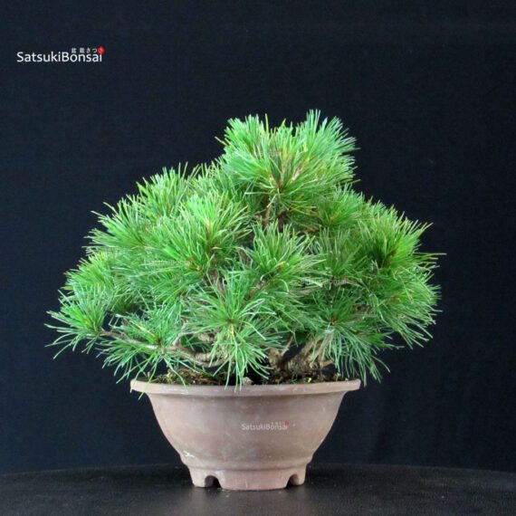 Pinus Pentaphylla - Goyomatsu - immagine 3
