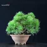 Pinus Pentaphylla - Goyomatsu - immagine 4