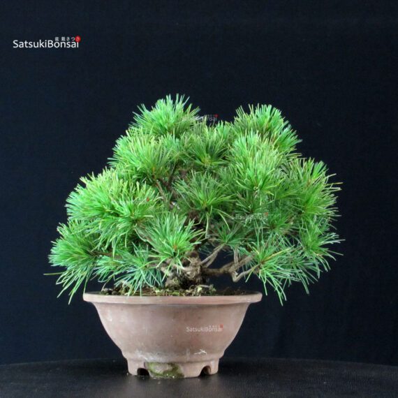 Pinus Pentaphylla - Goyomatsu - immagine 4