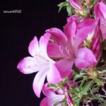 Azalea Satsuki ASUKA-NO-HOMARE - immagine 2