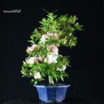 Azalea Satsuki AIKA - immagine 3