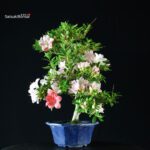 Azalea Satsuki AIKA - immagine 4