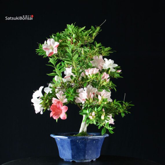 Azalea Satsuki AIKA - immagine 4