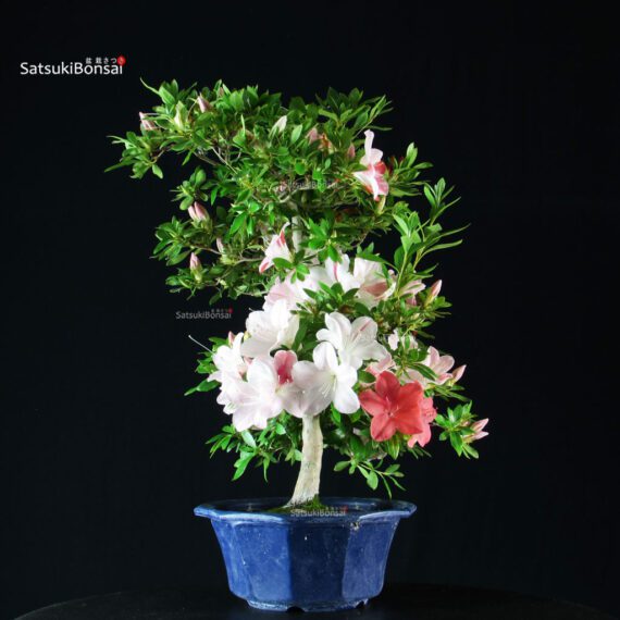 Azalea Satsuki AIKA - immagine 5