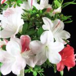 Azalea Satsuki AIKA - immagine 2