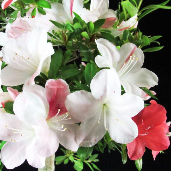 Azalea Satsuki AIKA - immagine 2