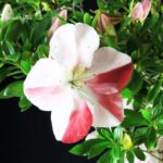 Azalea Satsuki AIKA - immagine 6