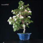 Azalea Satsuki Spp. - immagine 3