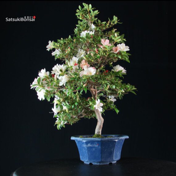 Azalea Satsuki Spp. - immagine 3