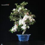 Azalea Satsuki Spp. - immagine 4