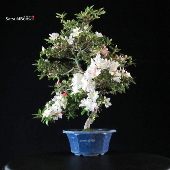 Azalea Satsuki Spp. - immagine 4