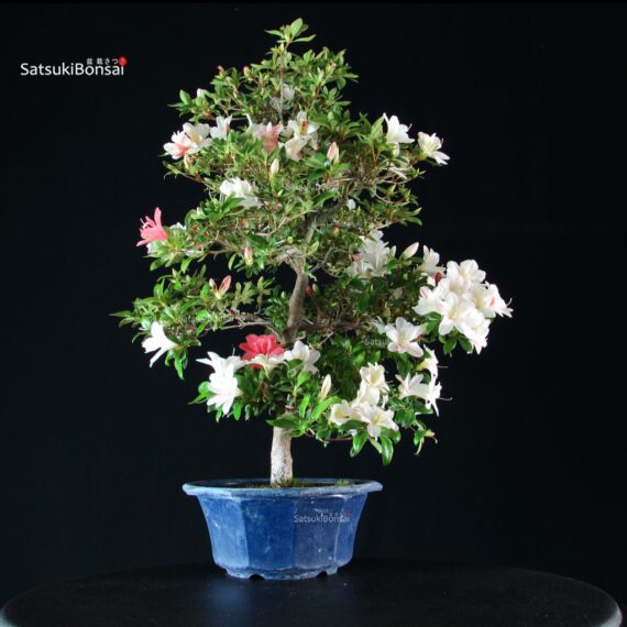 Azalea Satsuki Spp. - immagine 5
