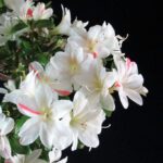 Azalea Satsuki Spp. - immagine 2