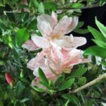 Azalea Satsuki Spp. - immagine 6