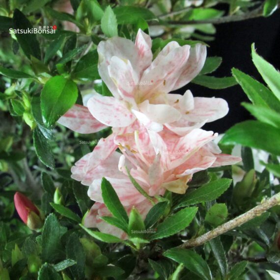 Azalea Satsuki Spp. - immagine 6